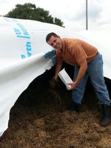 feeding cows corn